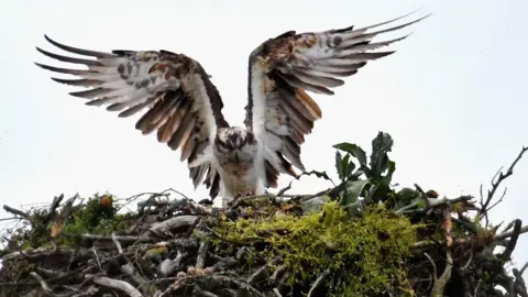 An osprey in a nest, with its wings outstretched. The bird is white and brown and the nest is full of twigs, branches and green vegetation. 