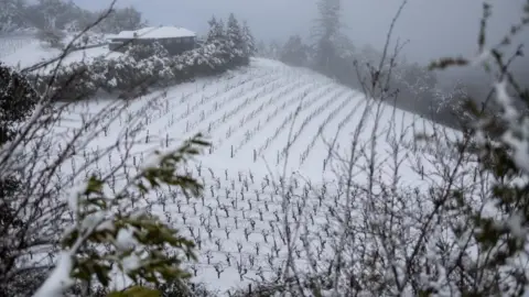 Reuters Snow covered vineyards in northern California