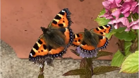 BBC Tortoise shell butterflies