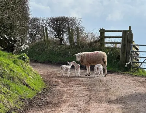 BBC Weather Watchers / HeathersWeather Lambs