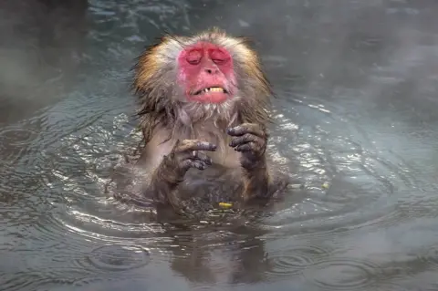 Wei Ping Peng A monkey in water looking shocked at the temperature of the water