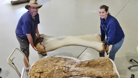 QUEENSLAND MUSEUM Researchers carry one of the dinosaur's bones at Queensland Museum