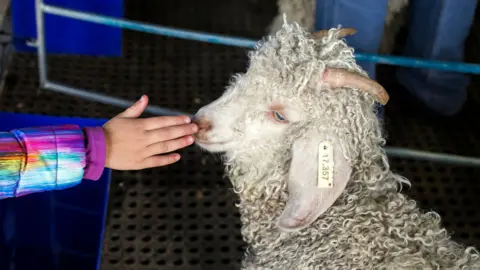 AFP A girl touches the snout of a Angora Goat at the Nampo Harvest Day Expo outside Bothaville in South Africa on May 15, 2018.