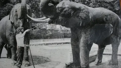 Bristol Zoo John Partridge washing the elephants