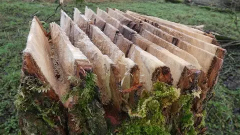 Highways England Tree stump