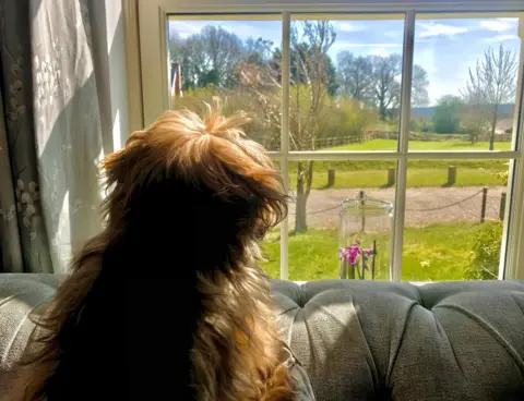 BBC Weather Watchers/Walking Tractor Max the shih tzu looking out the window