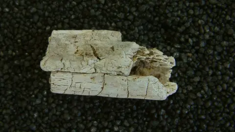 Durham University Bone fragment