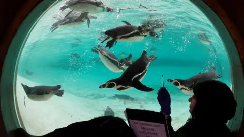 Getty Images A zoo keeper poses with Humboldt penguins during the annual stock take at the ZSL London Zoo