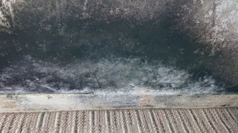 Handout Black mould on a wall