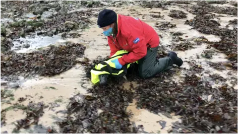 RSPCA Cashmere being released into the sea