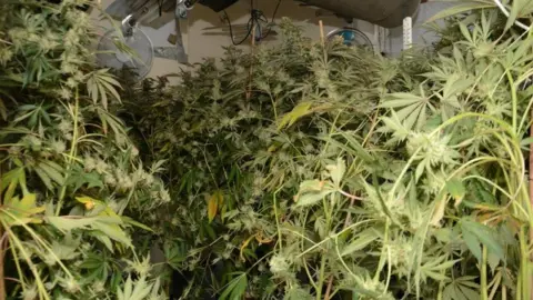 CLeveland Police Cannabis plants