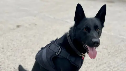 Wiltshire Police Black dog sitting up wearing black vest