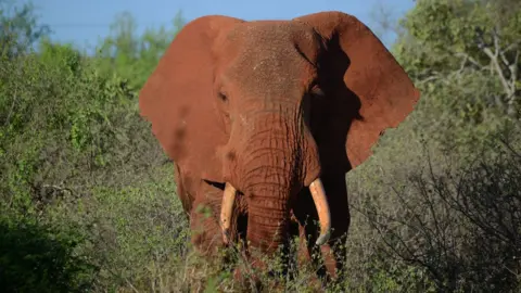 Getty Images Elephant in Kenya (file image)