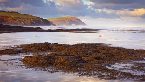 Getty Images Seaweed on a beach in Wales