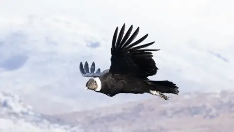 Andean condor birds 'flap wings just 1% of the time