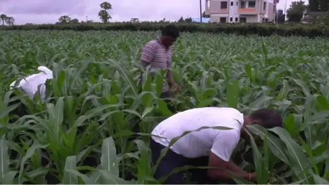 Farmers in Maharashtra