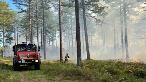 DWFRS Decoy Heath in Wareham Forest