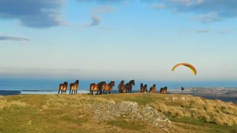 Andrew Bell A dozen Exmoor ponies on a hillside, with a paraglider in the distance, against a blue sky.