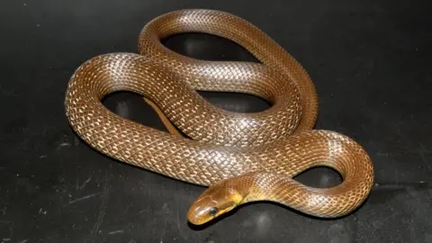 TOM MAJOR  Aesculapian snake