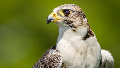 A stock picture of a peregrine falcon.