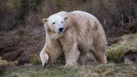 Alex Riddell Polar bear Victoria