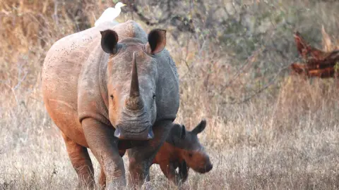 Getty Images White rhino