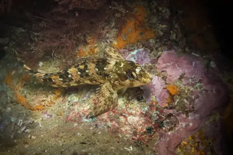 Chris Taylor Photo Sealife on the Sheringham Snorkel Trail