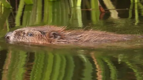Mike Symes/Devon Wildlife Trust (via SCC) A beaver