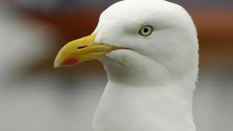 BBC Seagull
