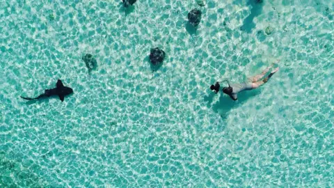 Dan Abbott Alice Cimino swimming with sharks