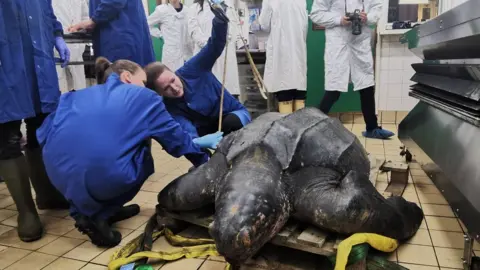 ZSL-CSIP Leatherback turtle