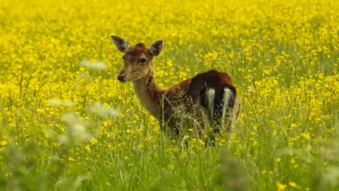 Duncan Becker Deer in sunny meadow