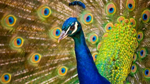 Craig Tuttle Indian peafowl
