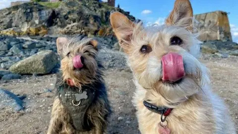Julie Gordon Two dogs are sitting on a rocky beach. The dog on the left is a small, light brown and black terrier type dog with a slightly shaggy coat.  Its tongue is reaching up to its nose. It is wearing a harness with a small bone-shaped metal piece on the front. The dog on the right is a light tan or cream-colored dog with a similar shaggy coat. Its ears are perked up.  Its tongue is also reaching up to its nose.