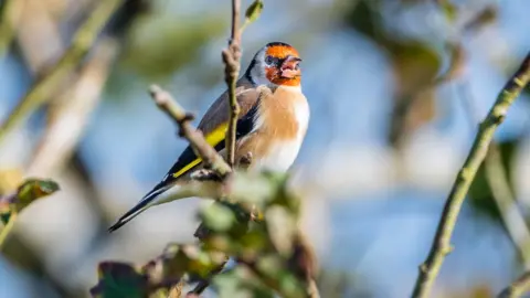 Anthony Morris Goldfinch in Farmoor