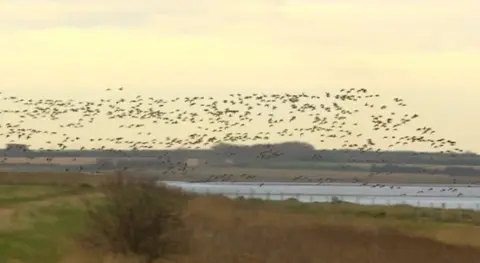 BBC Birds flying over Graveney