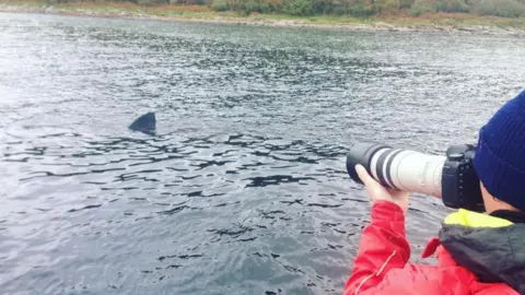 Basking Shark Scotland Basking shark