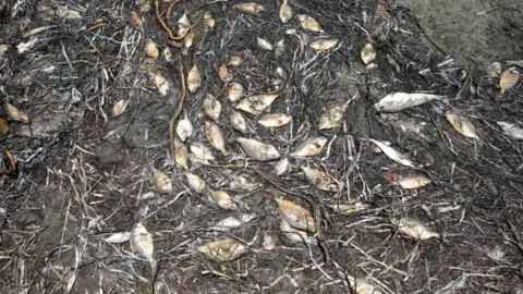 Getty Images Red tide algae blooms