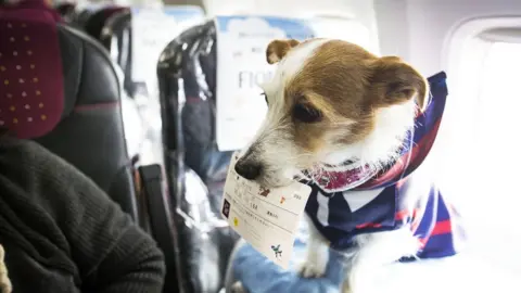 Getty Images A dog with its flight ticket on a plane in Japan during a special event.