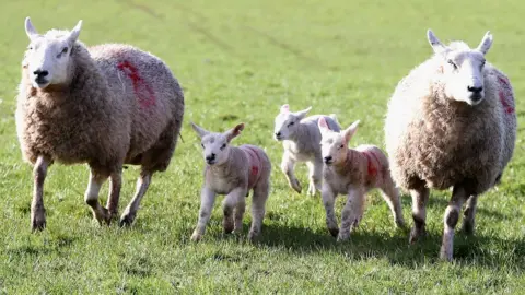 Getty Images Two sheep and three lambs