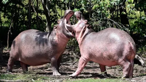 Getty Images A couple of hippos play at Hacienda Napoles