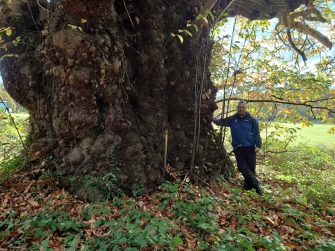 Woodland Trust Sweet Chestnut England