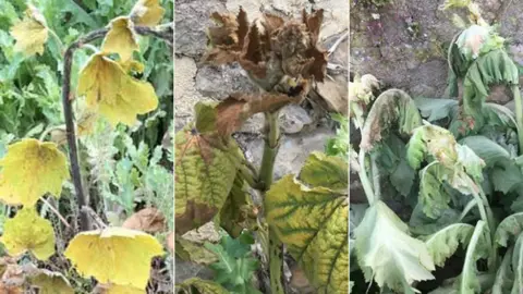 Bertie Daler Poisoned wildflowers