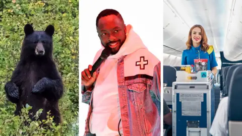 Getty Images A bear, Will.i.am and cabin crew on a plane