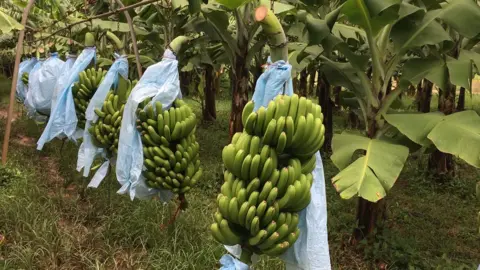 Battling to save the world's bananas