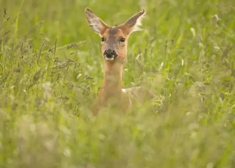 James Manning Deer in a field of long grass