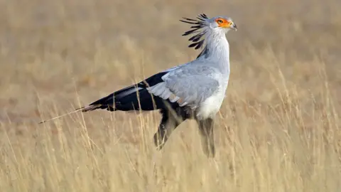 Getty Images Secretary bird walking in tall grass in the Kalahari desert