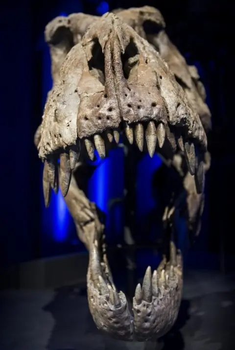 PA T. rex skeleton