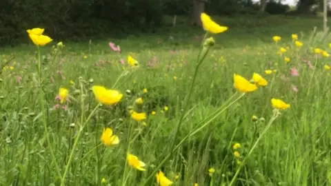 Wildflowers