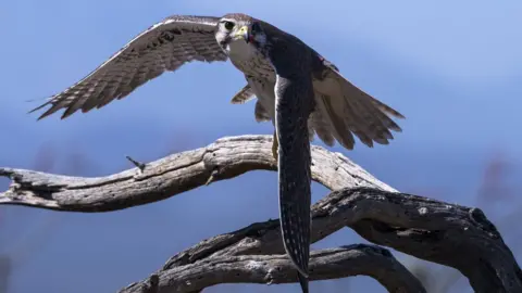 Getty Images Peregrine Falcon
